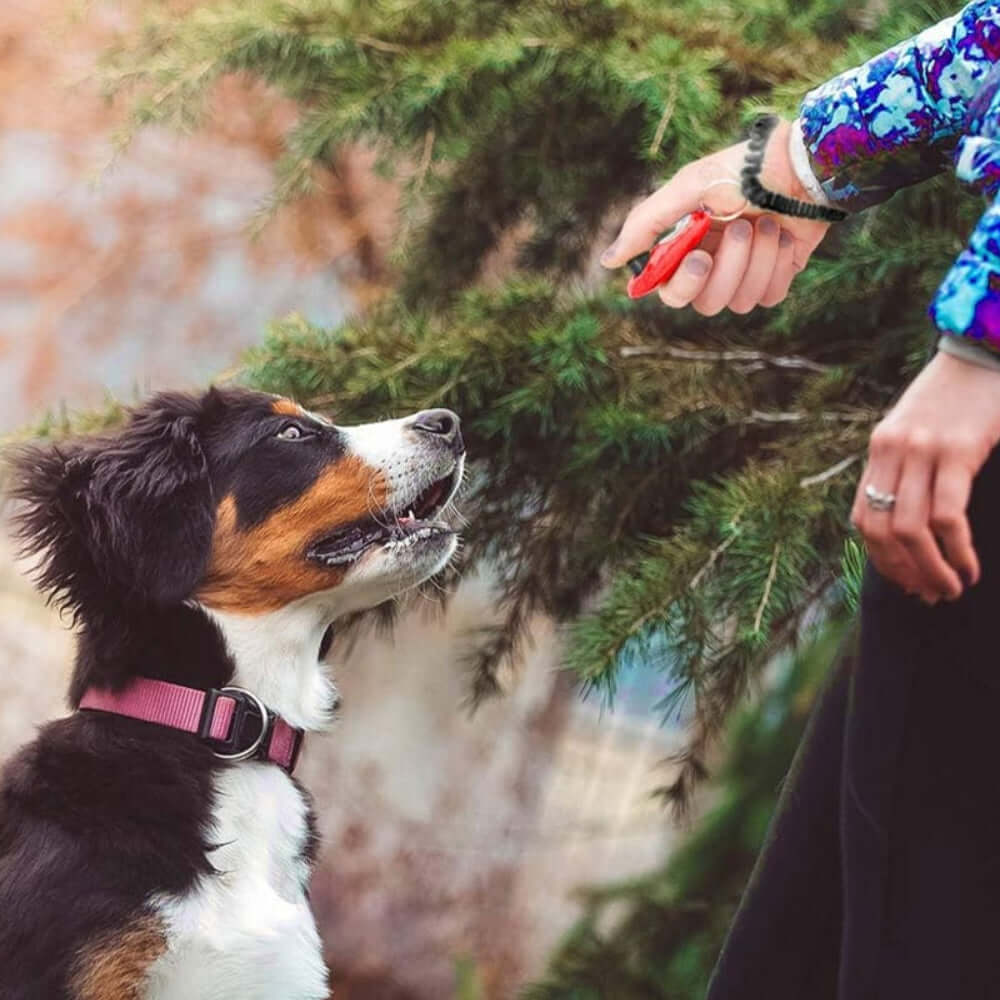 Clicky clicker de dressage pour chien